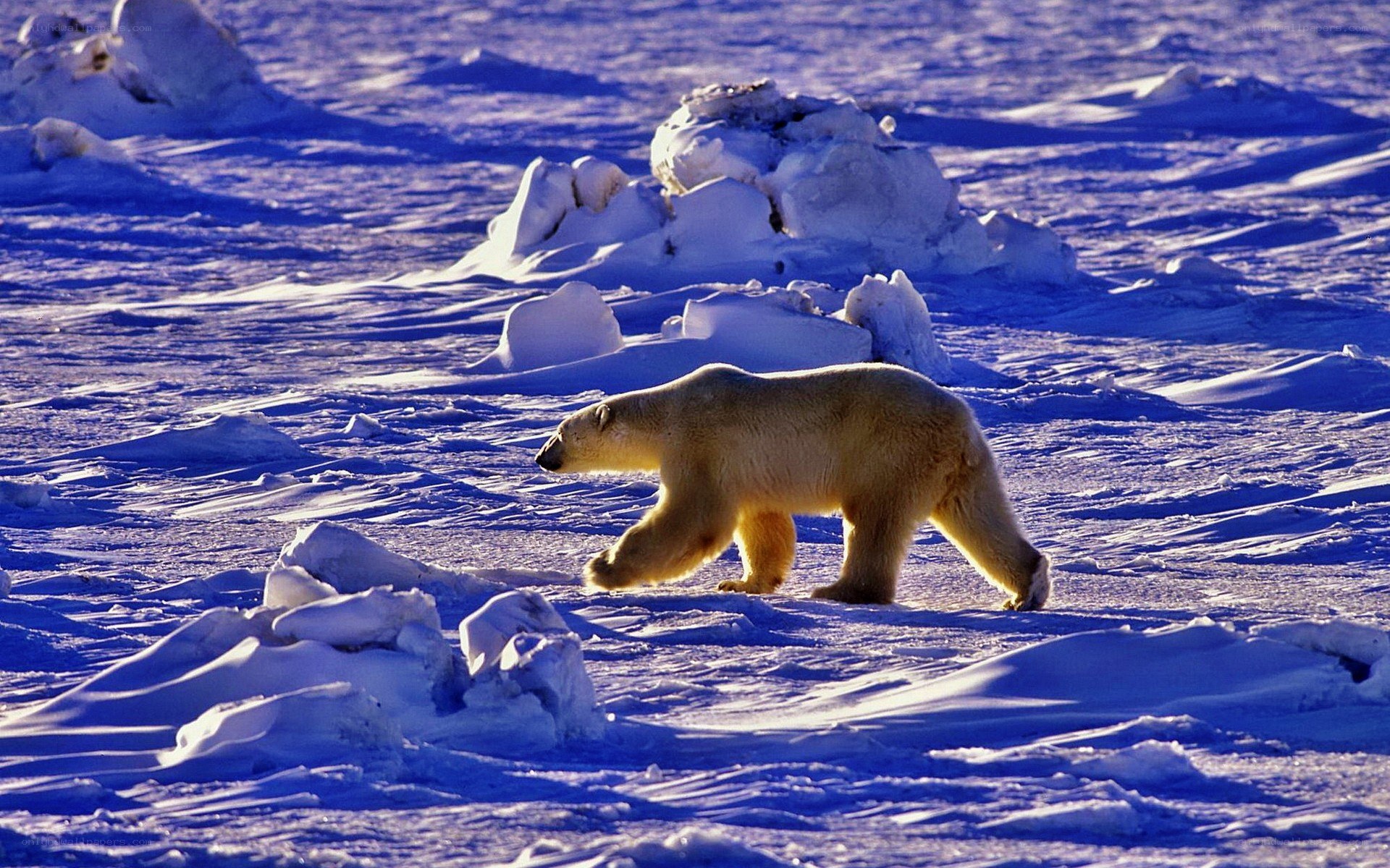 Polar bear on ice