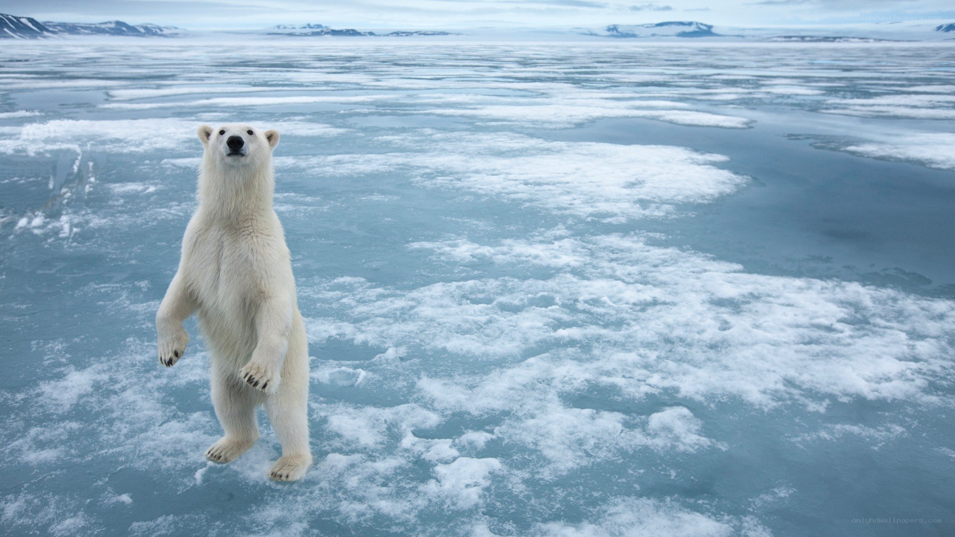 Polar bear on ice