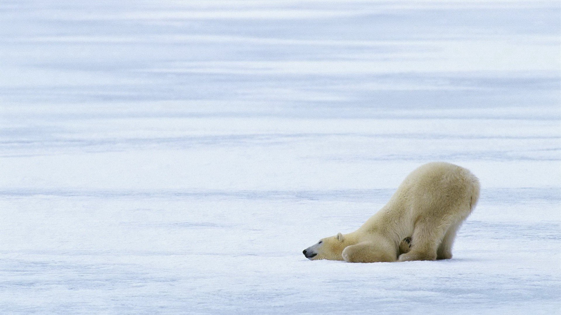 Polar bear on ice