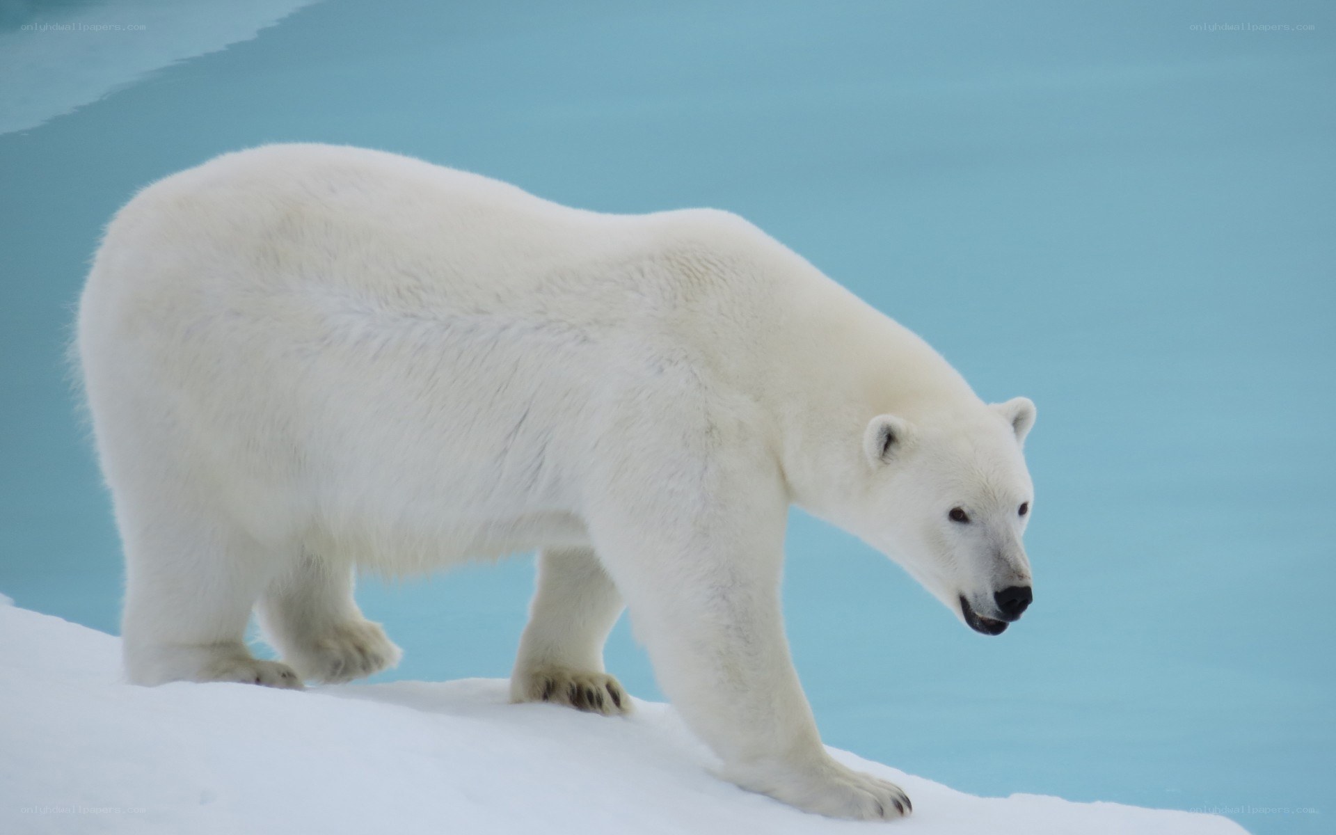 Polar bear on ice