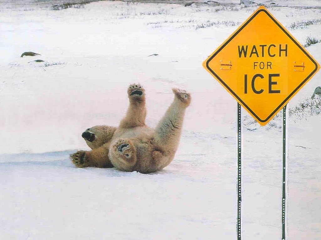 Polar bear on ice