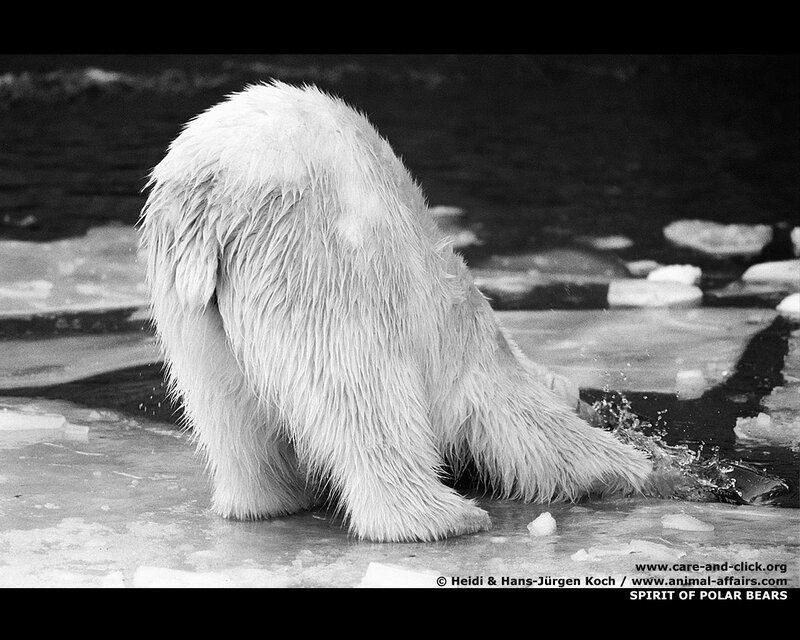 Polar bear on ice
