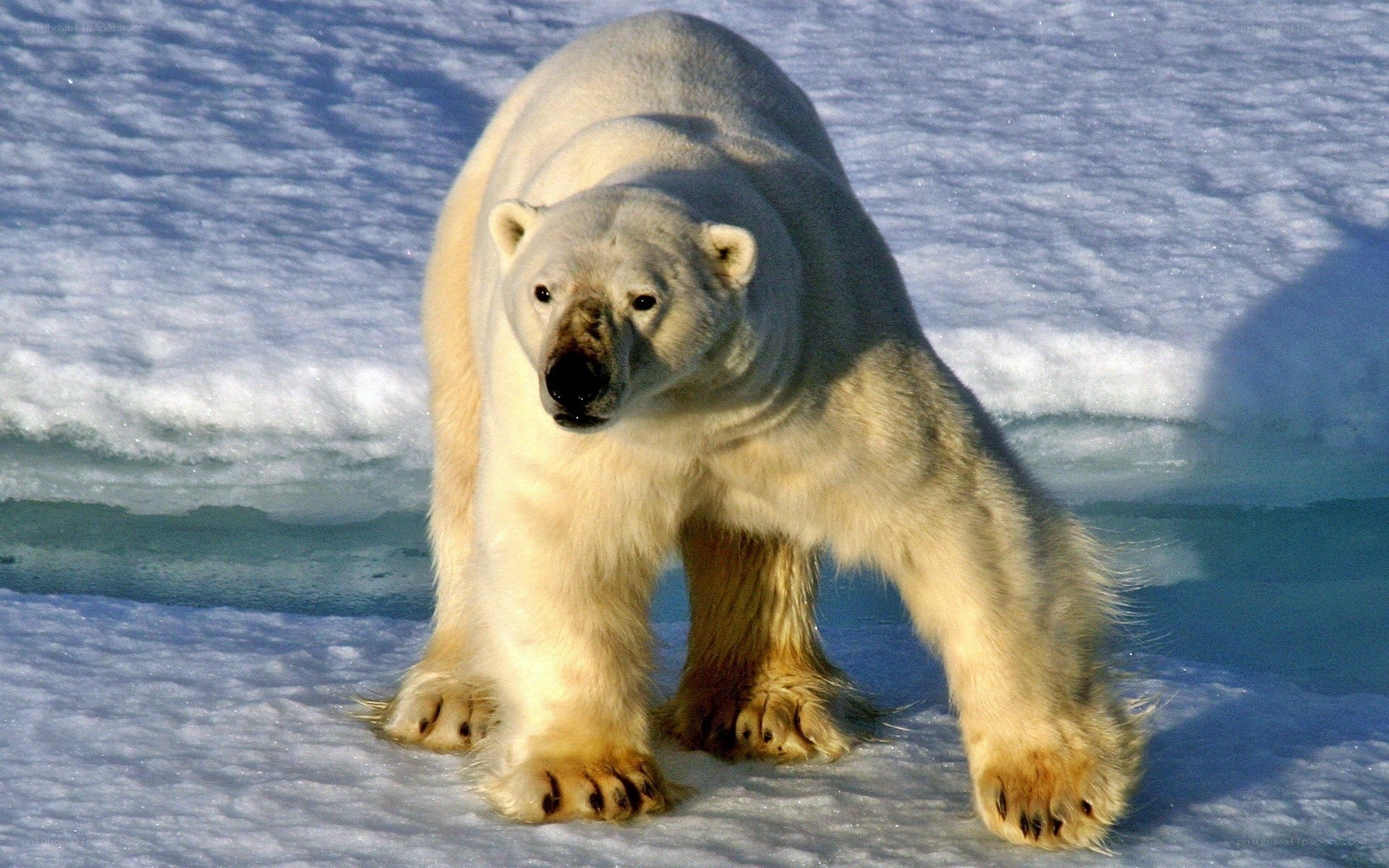 Polar bear on ice