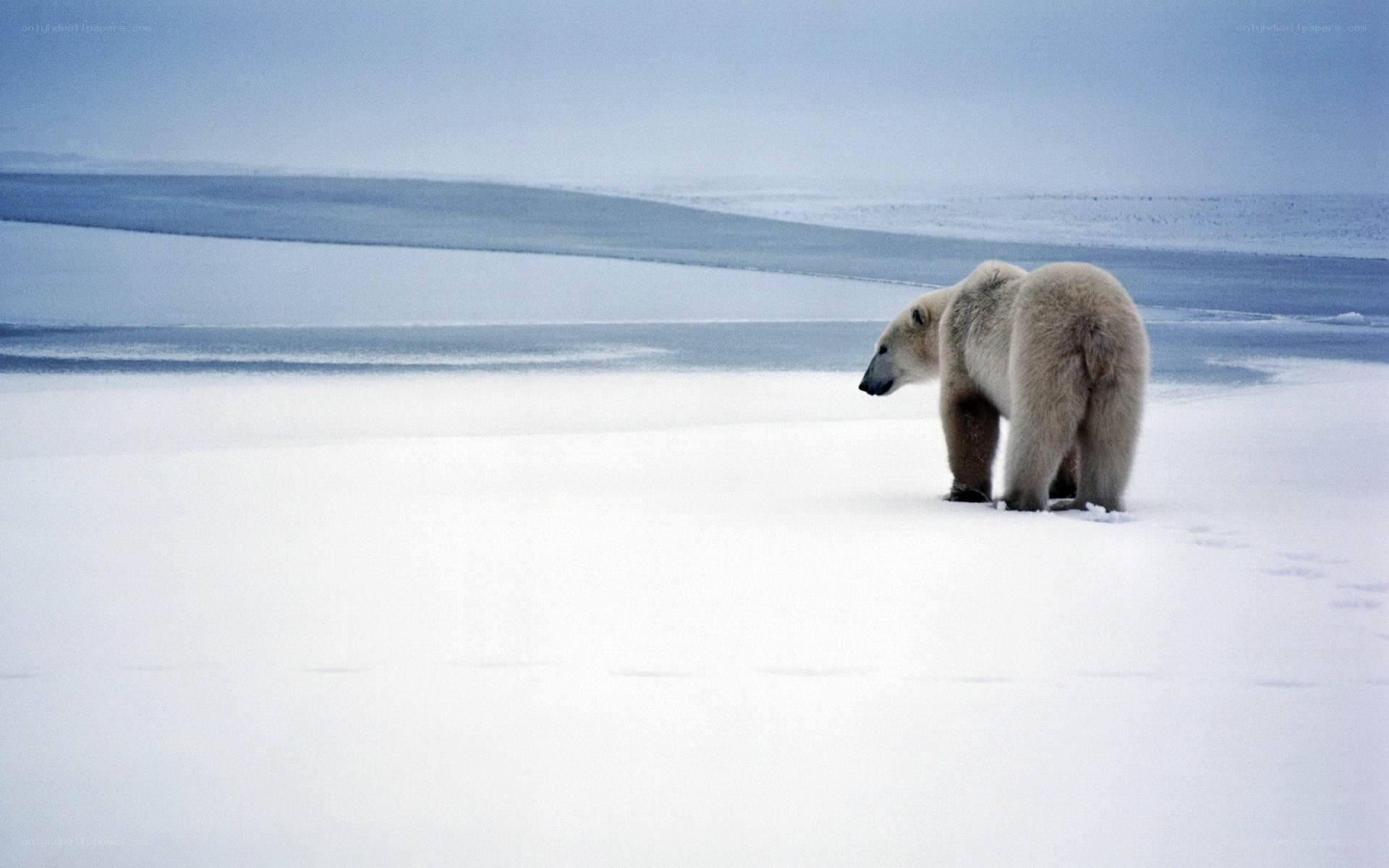 Polar bear on ice