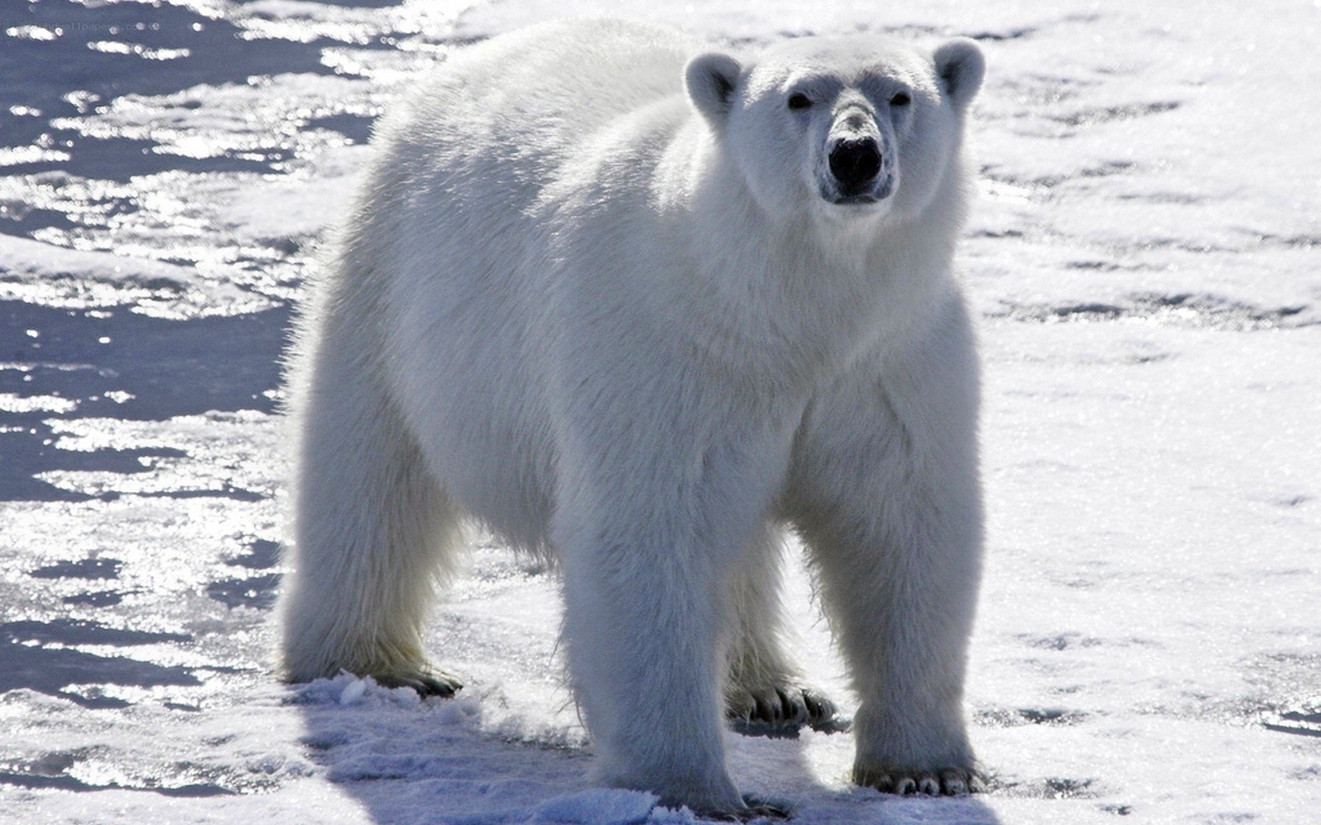 Polar bear on ice