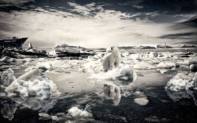Polar Bear on Ice — Black