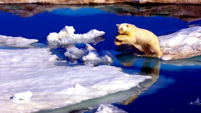 Polar Bear on Ice — Blue, Dramatic, Winter