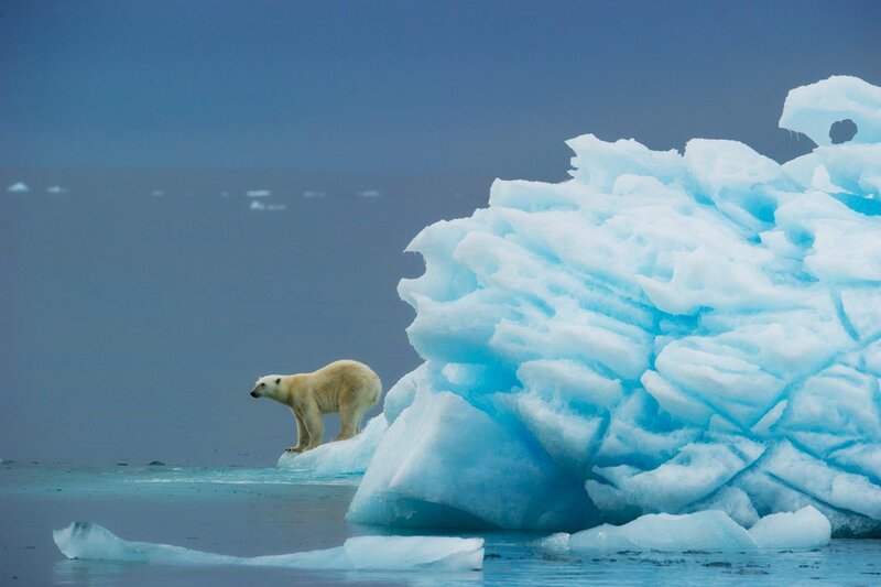 Polar Bear on Ice — Blue, Serene, Photograph