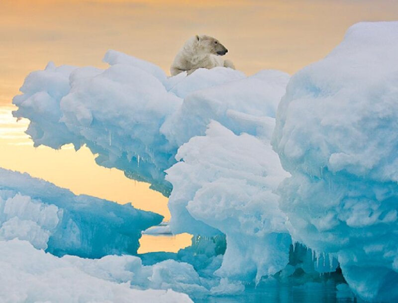 Polar Bear on Ice — Blue, Serene
