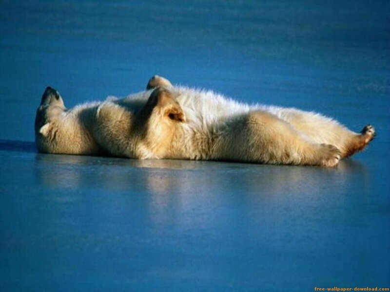 Polar Bear on Ice — Blue