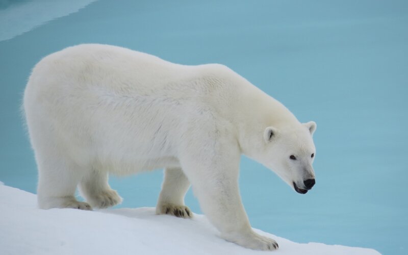 Polar Bear on Ice — Calm, Winter