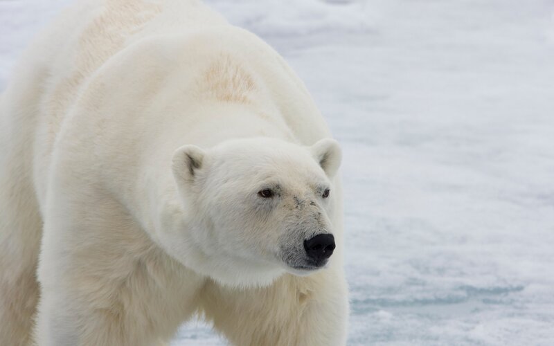 Polar Bear on Ice — Cold, Photograph
