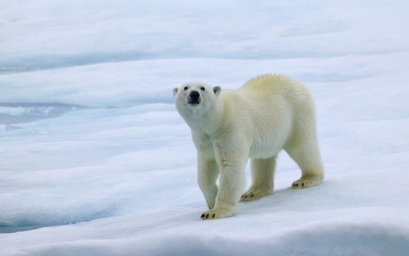 Polar Bear on Ice — Cold, Winter