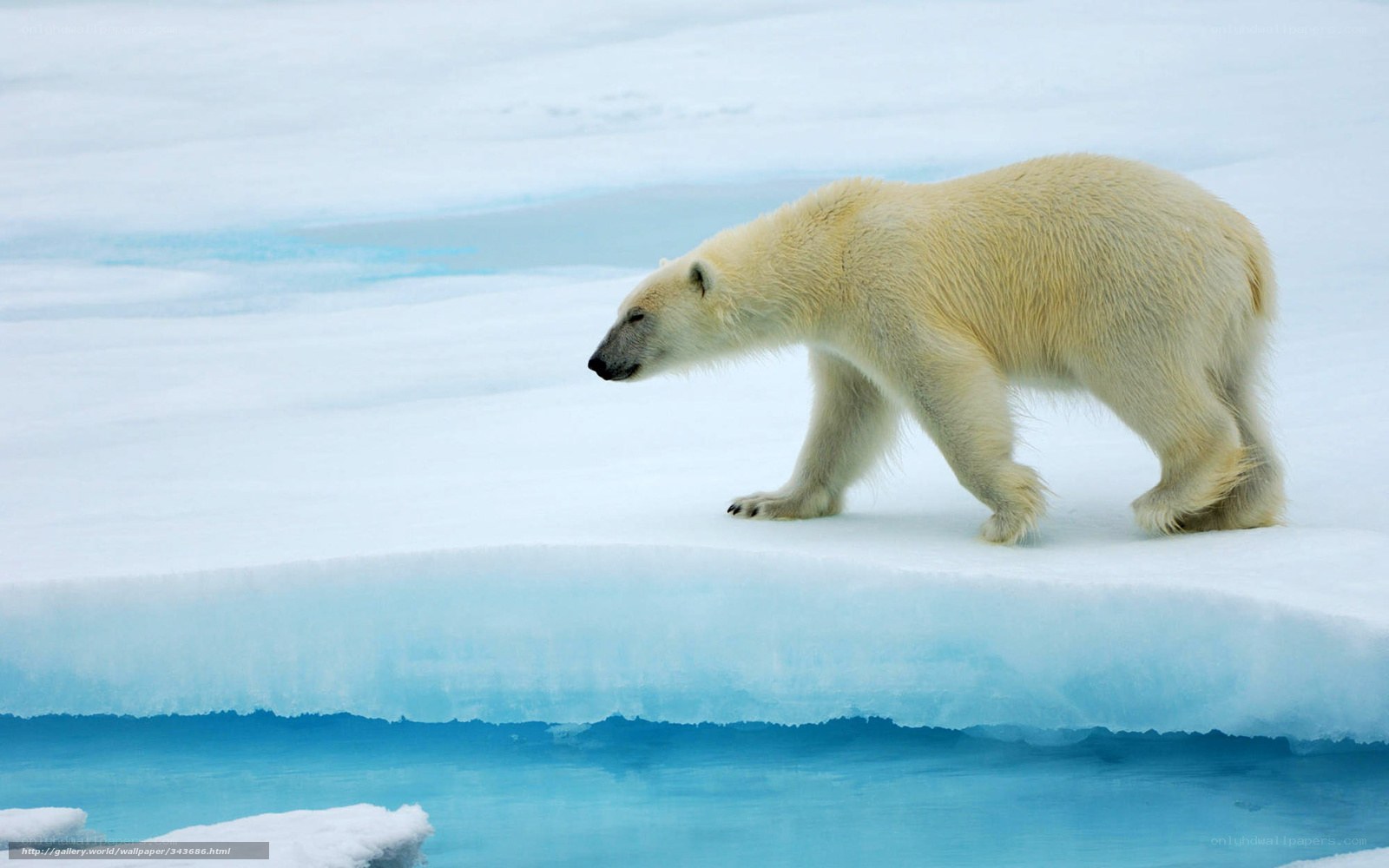 Polar bear on ice floe