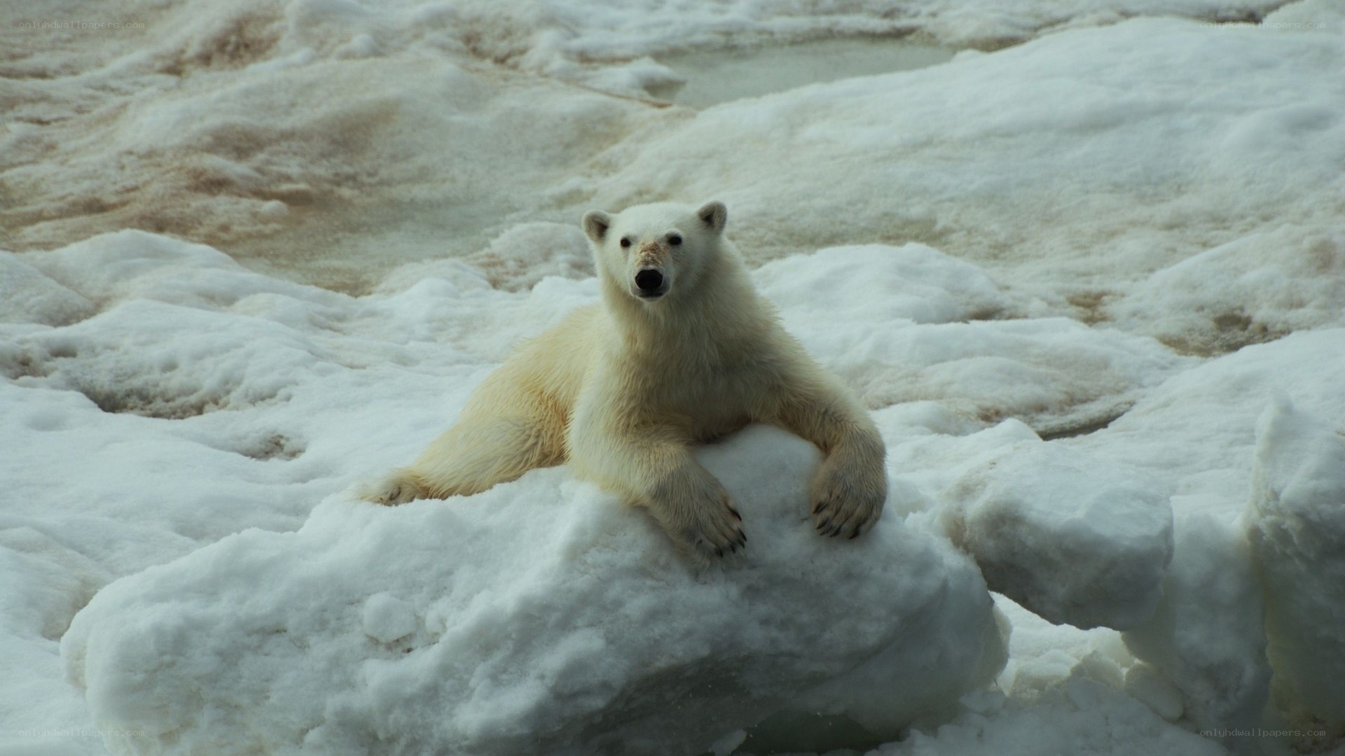 Polar bear on ice floe
