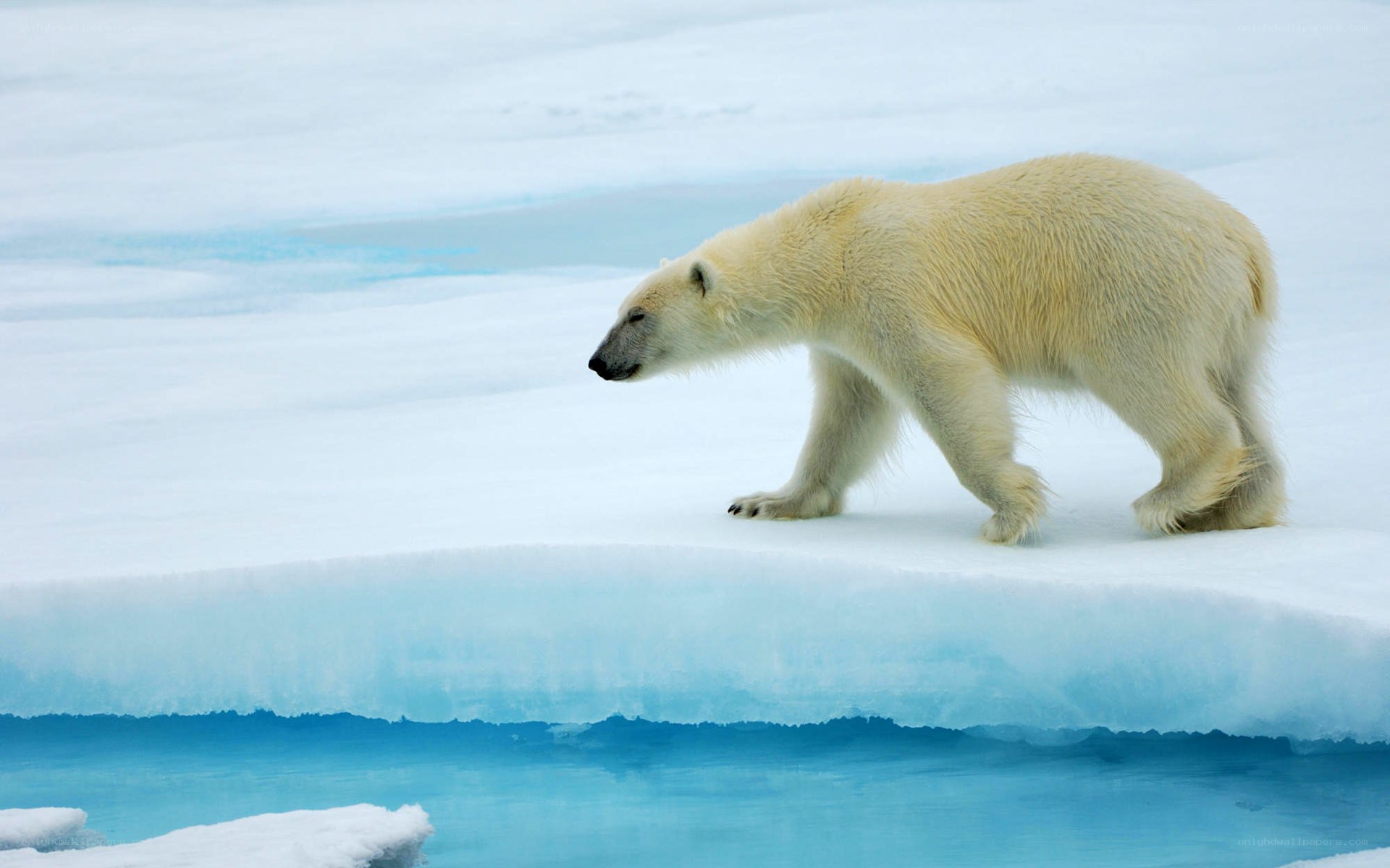 Polar bear on ice floe