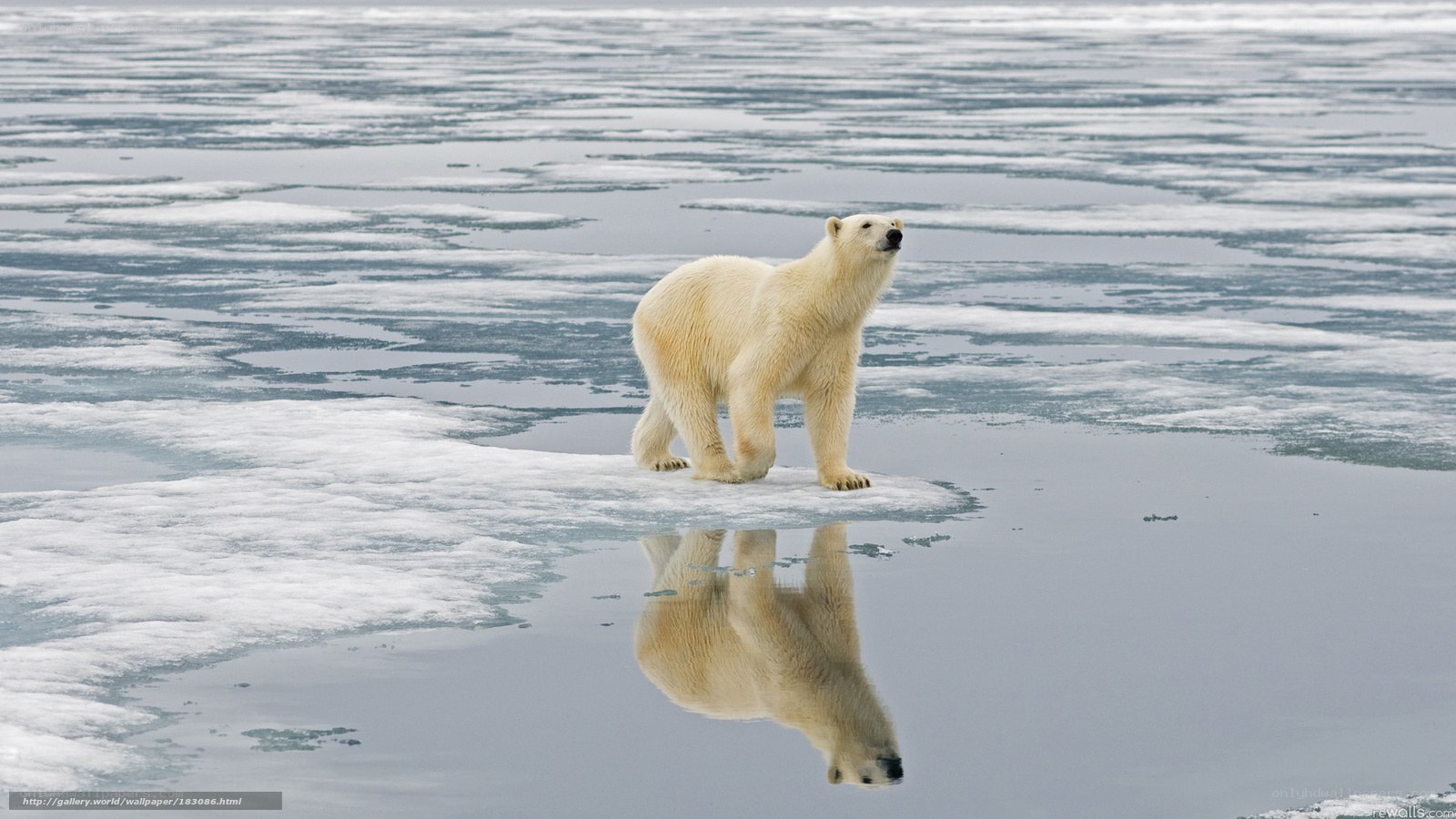 Polar bear on ice floe