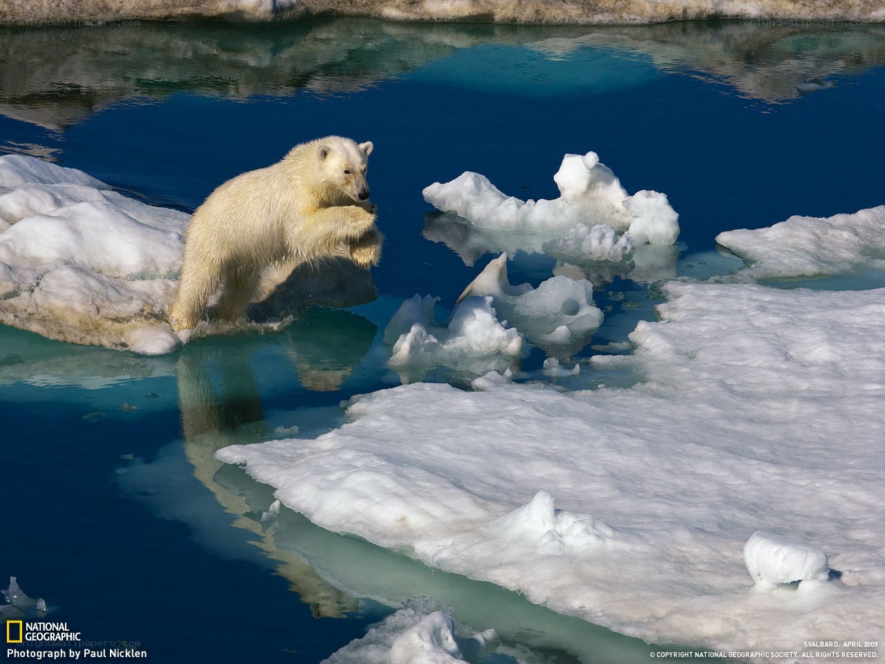 Polar bear on ice floe