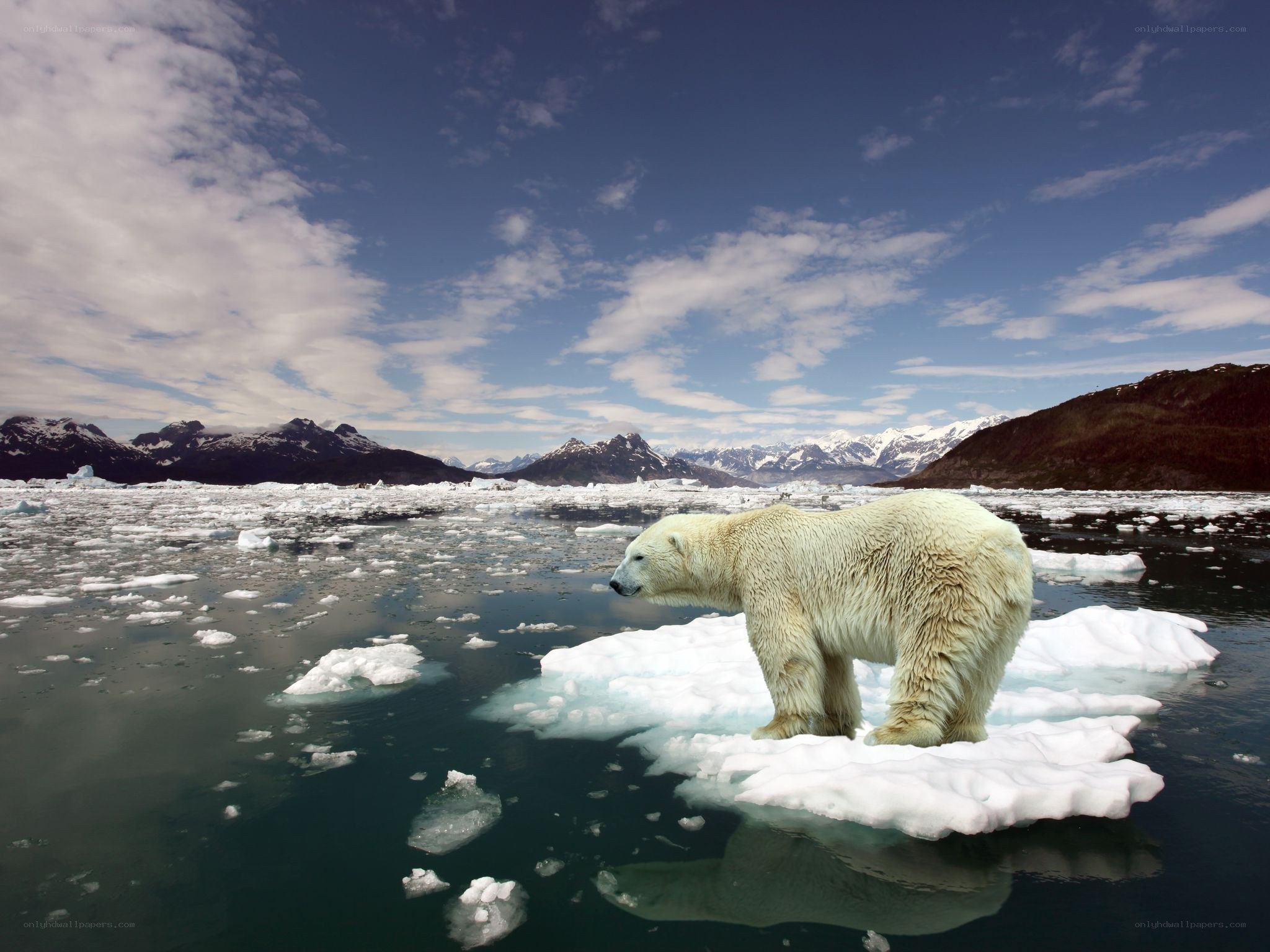 Polar bear on ice floe