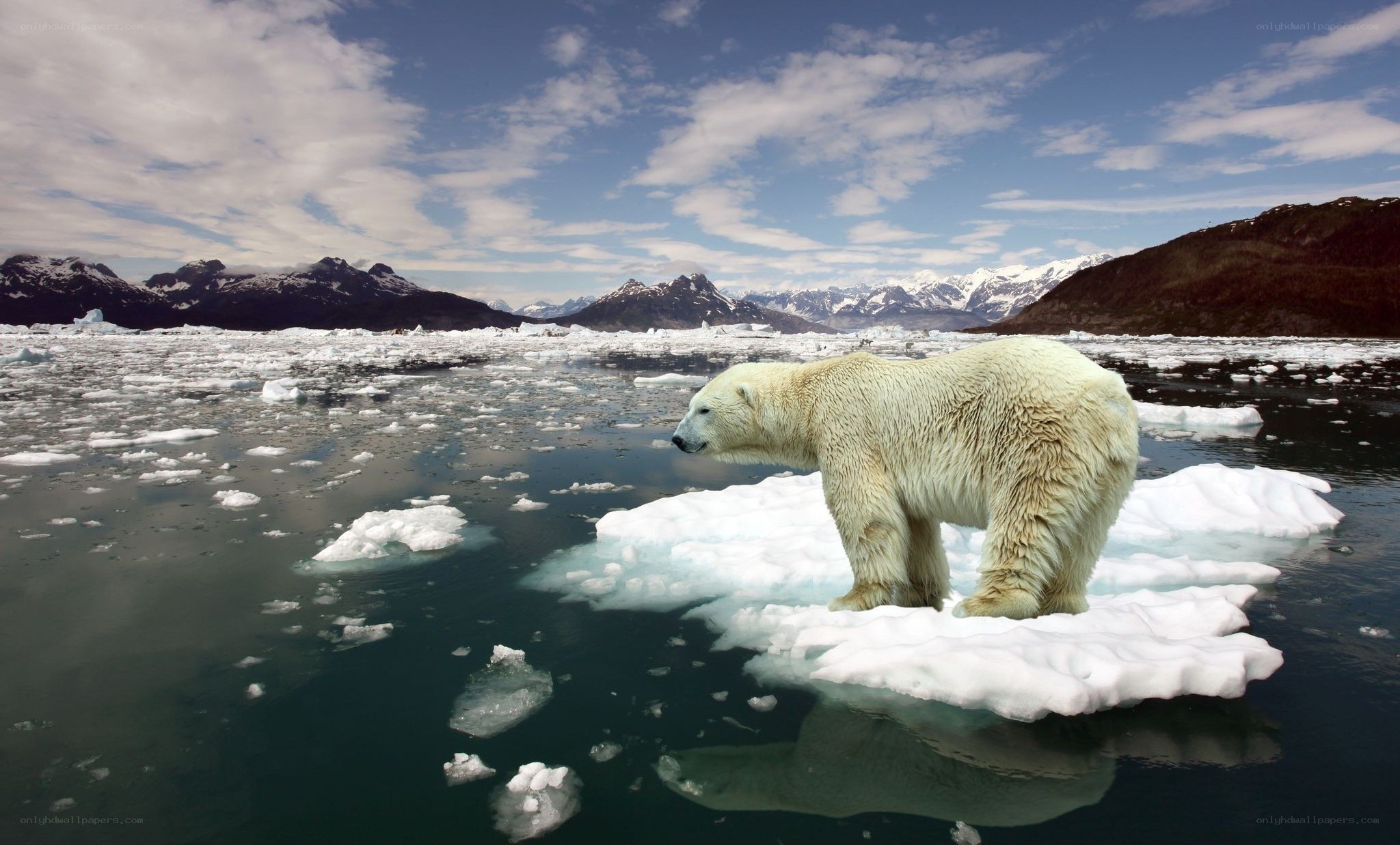 Polar bear on ice floe