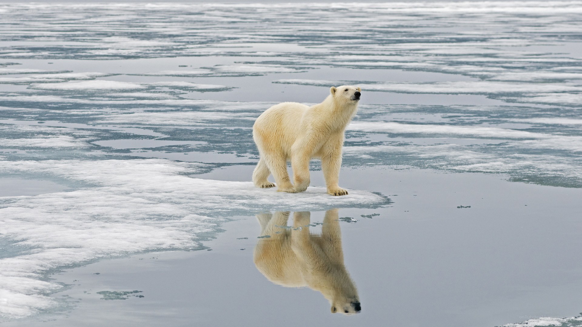 Polar bear on ice floe