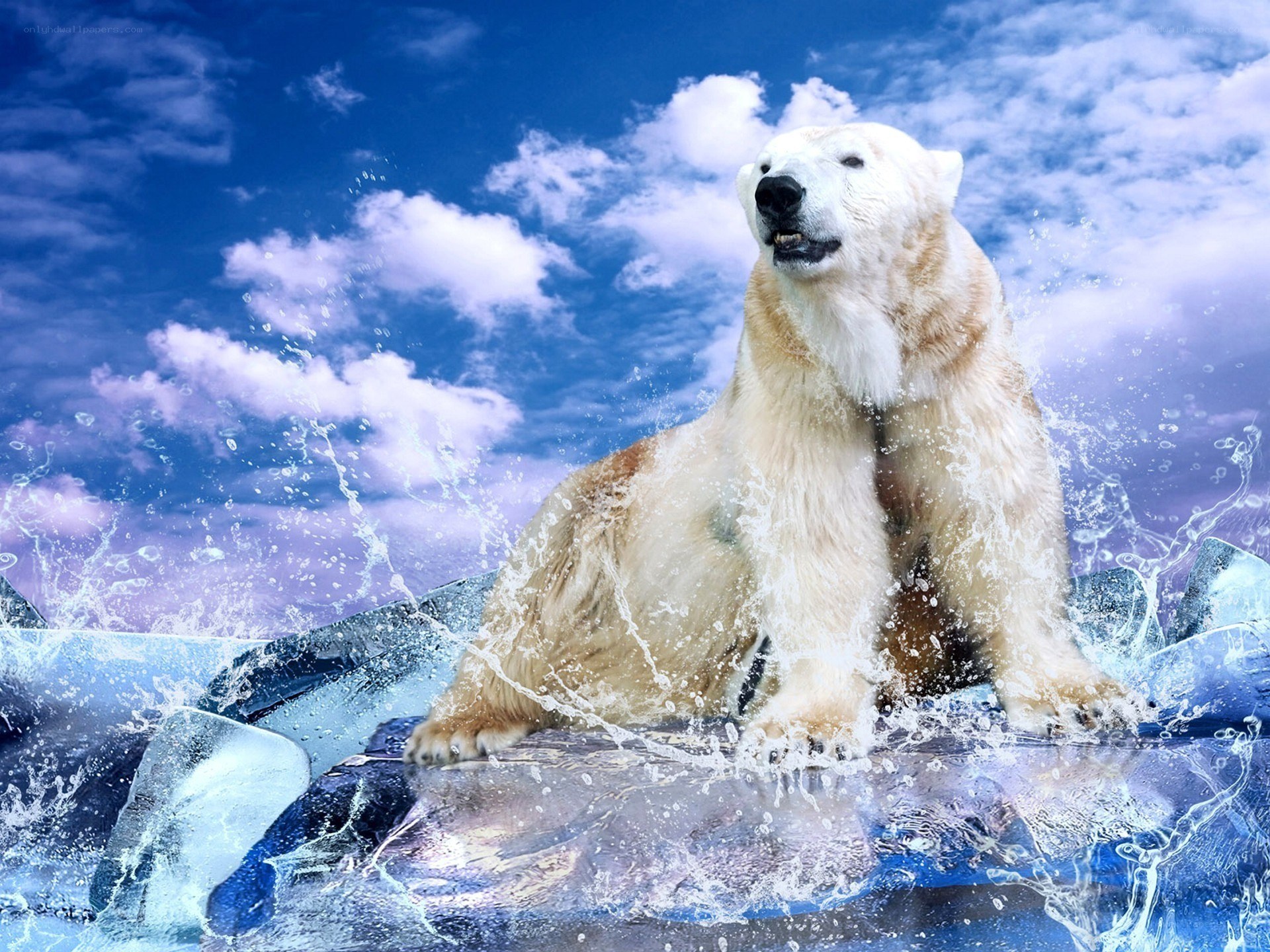 Polar bear on ice floe
