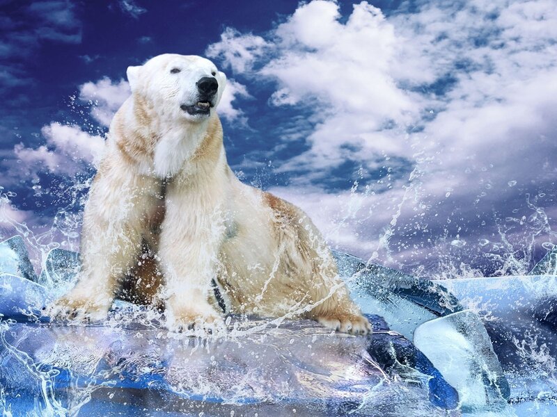 Polar bear on ice floe