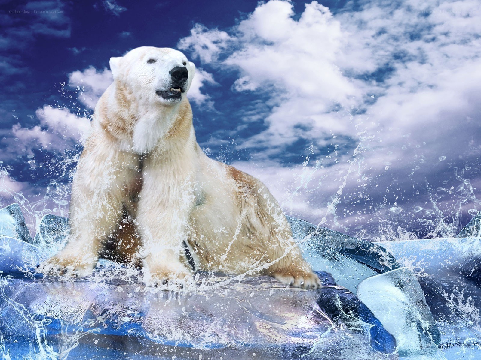 Polar bear on ice floe