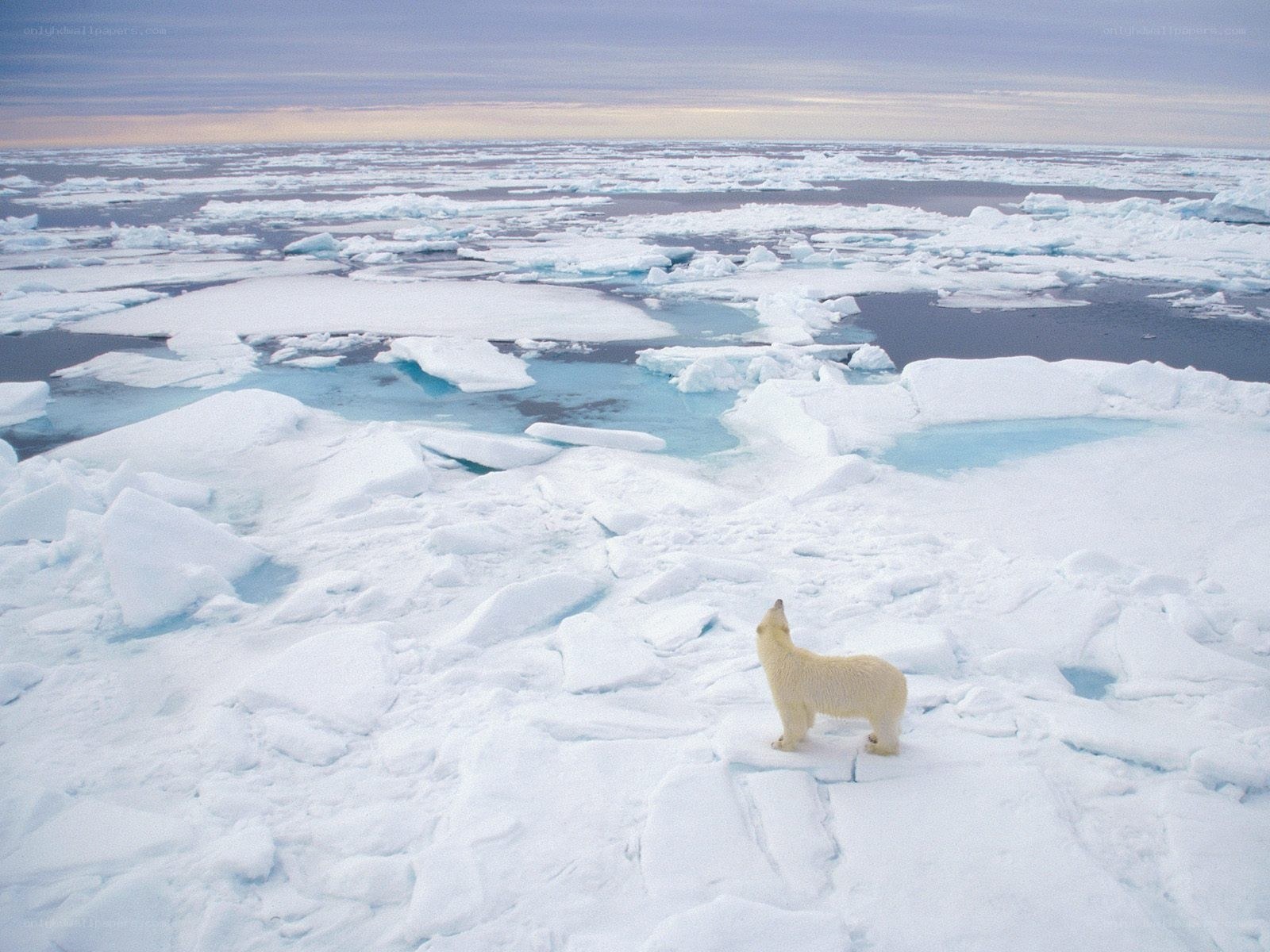 Polar bear on ice floe