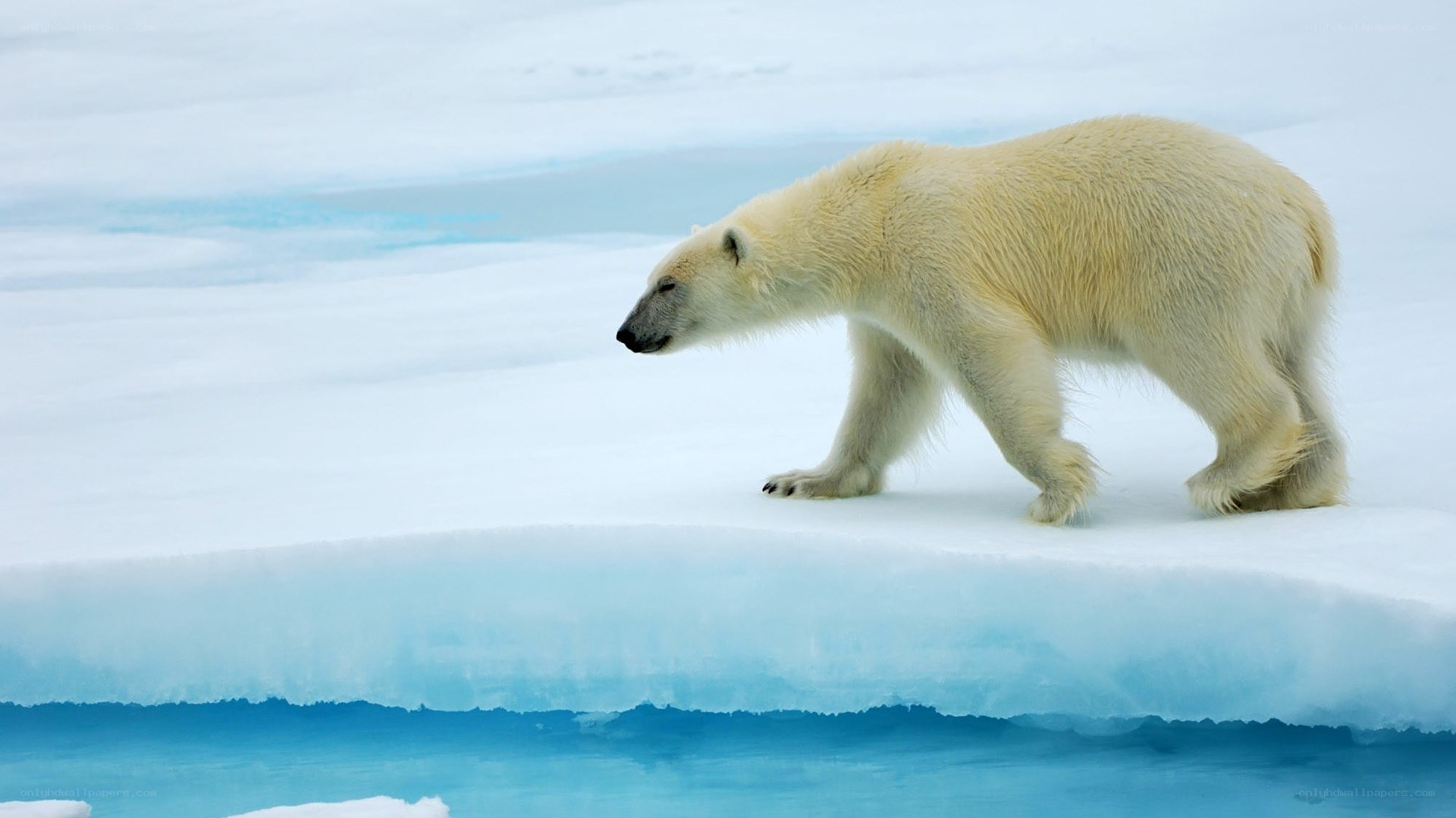 Polar bear on ice floe