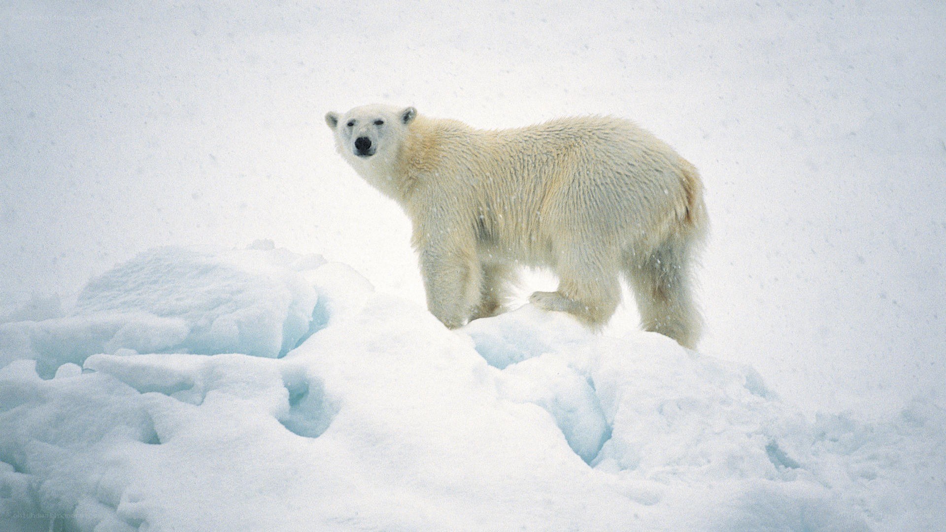 Polar bear on ice floe