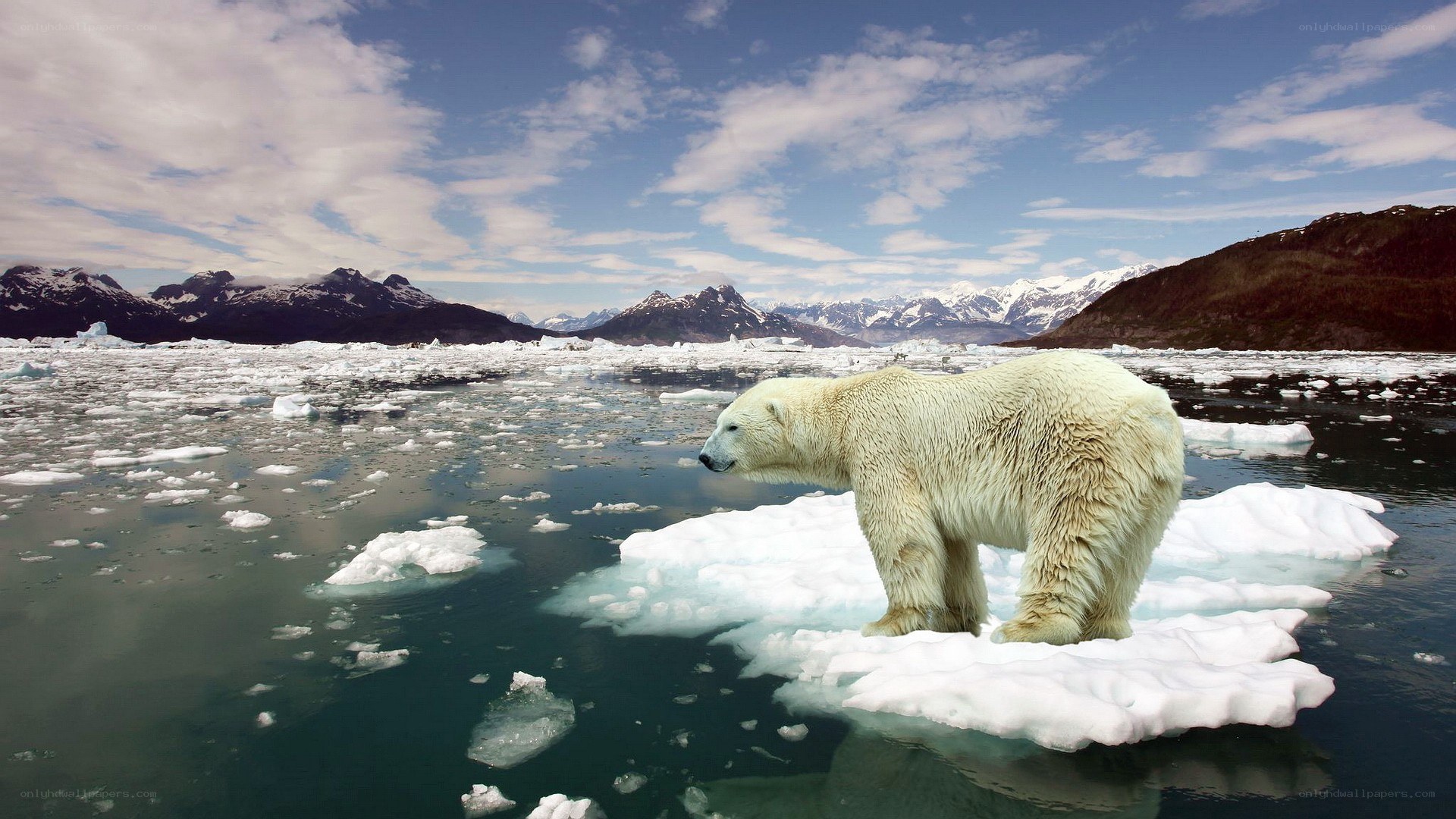 Polar bear on ice floe