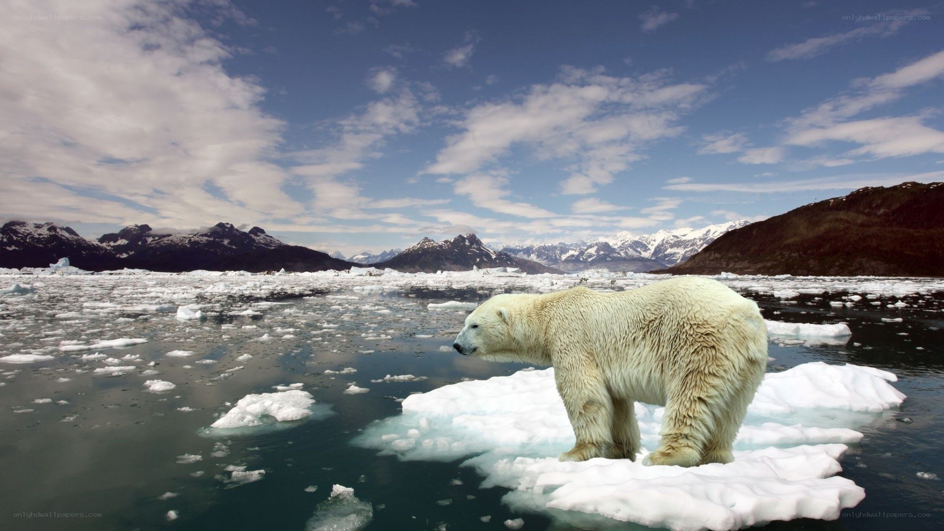 Polar bear on ice floe