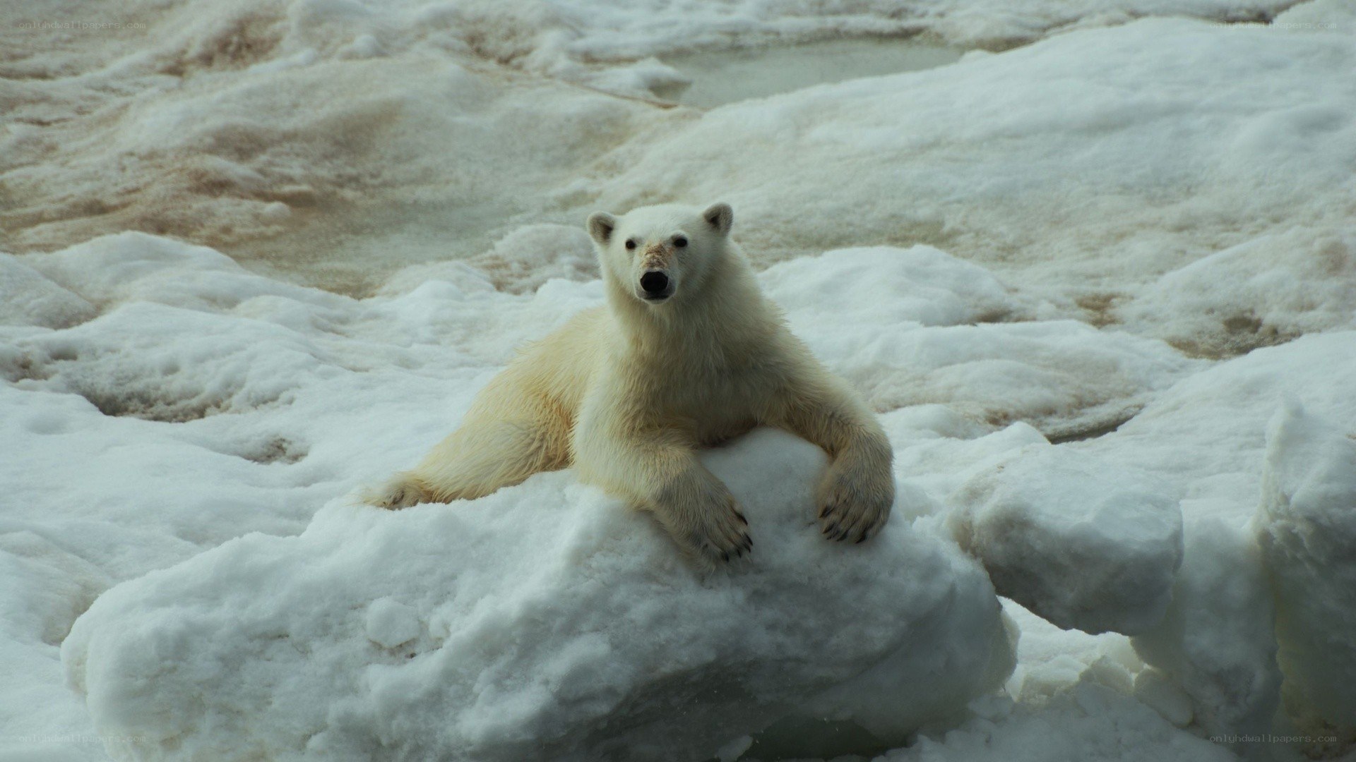 Polar bear on ice floe