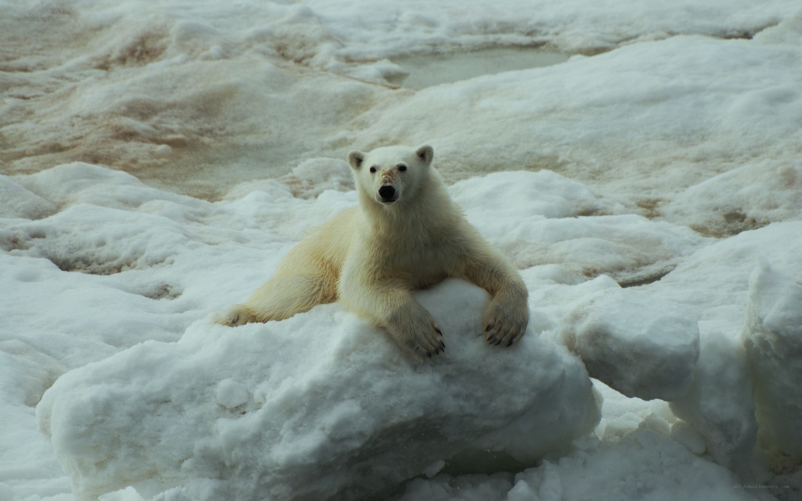 Polar bear on ice floe
