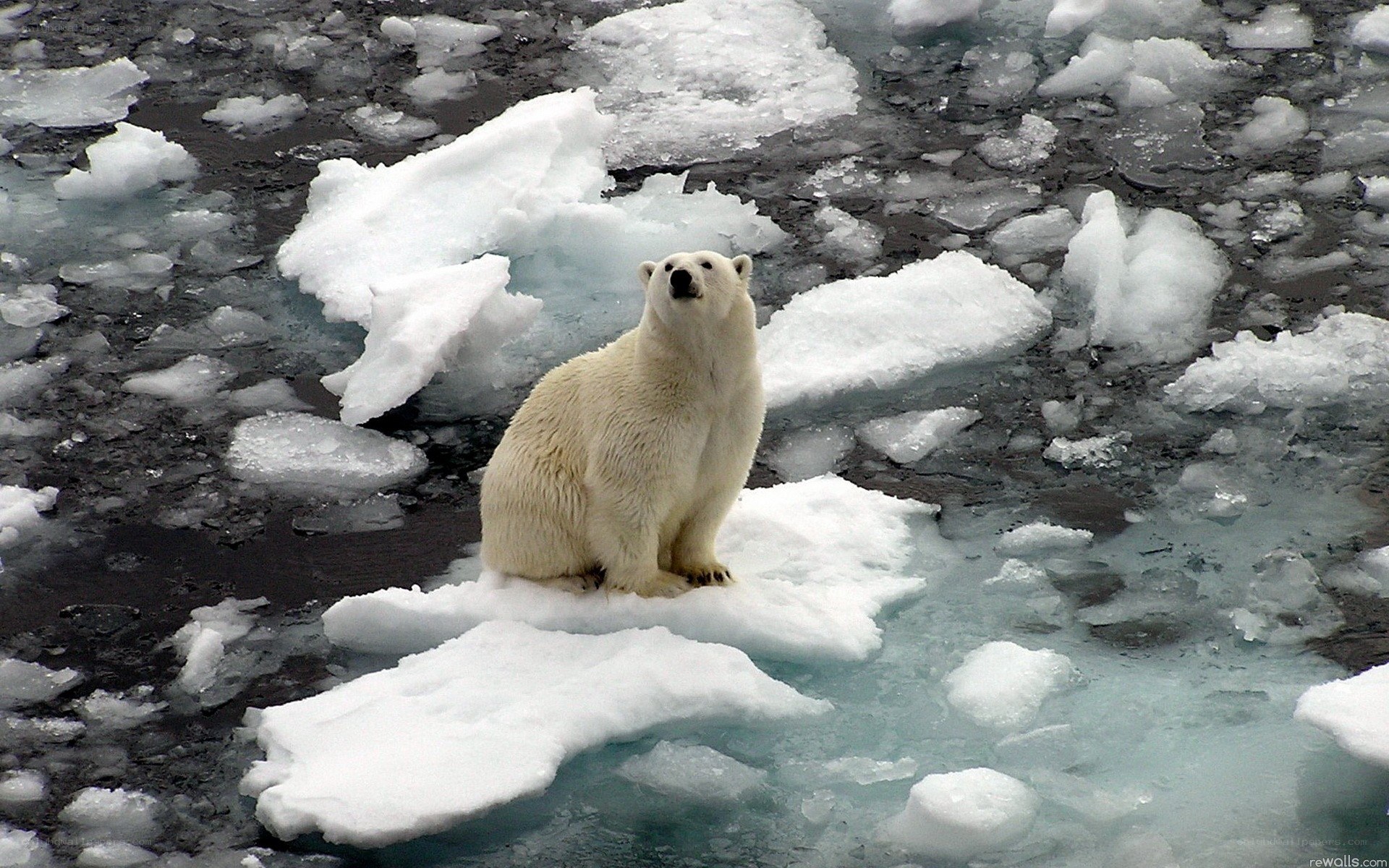 Polar bear on ice floe