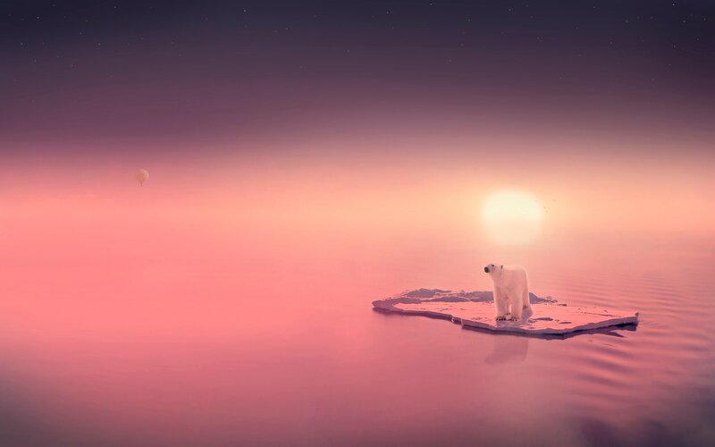 Polar bear on ice floe