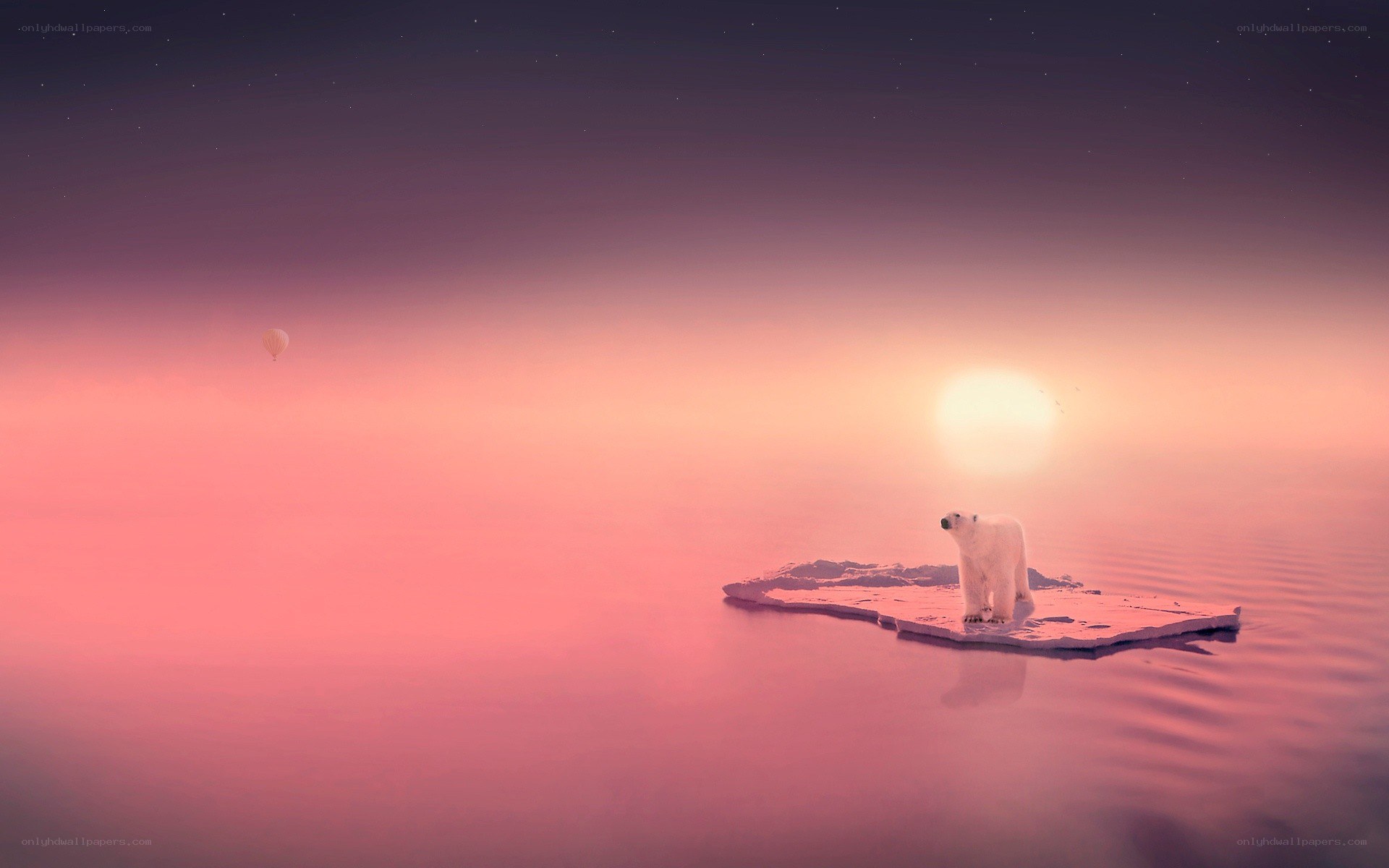 Polar bear on ice floe