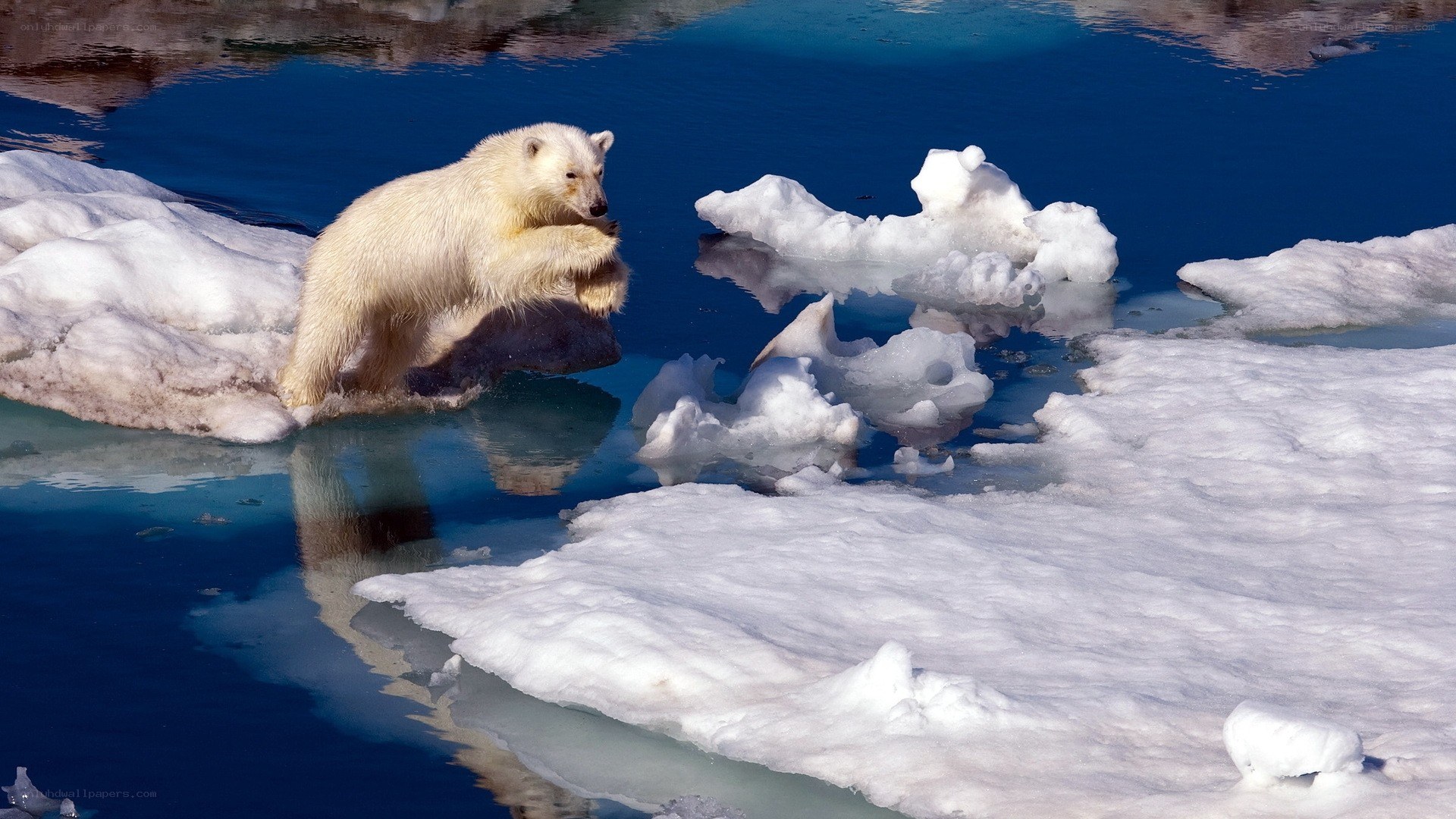 Polar bear on ice floe