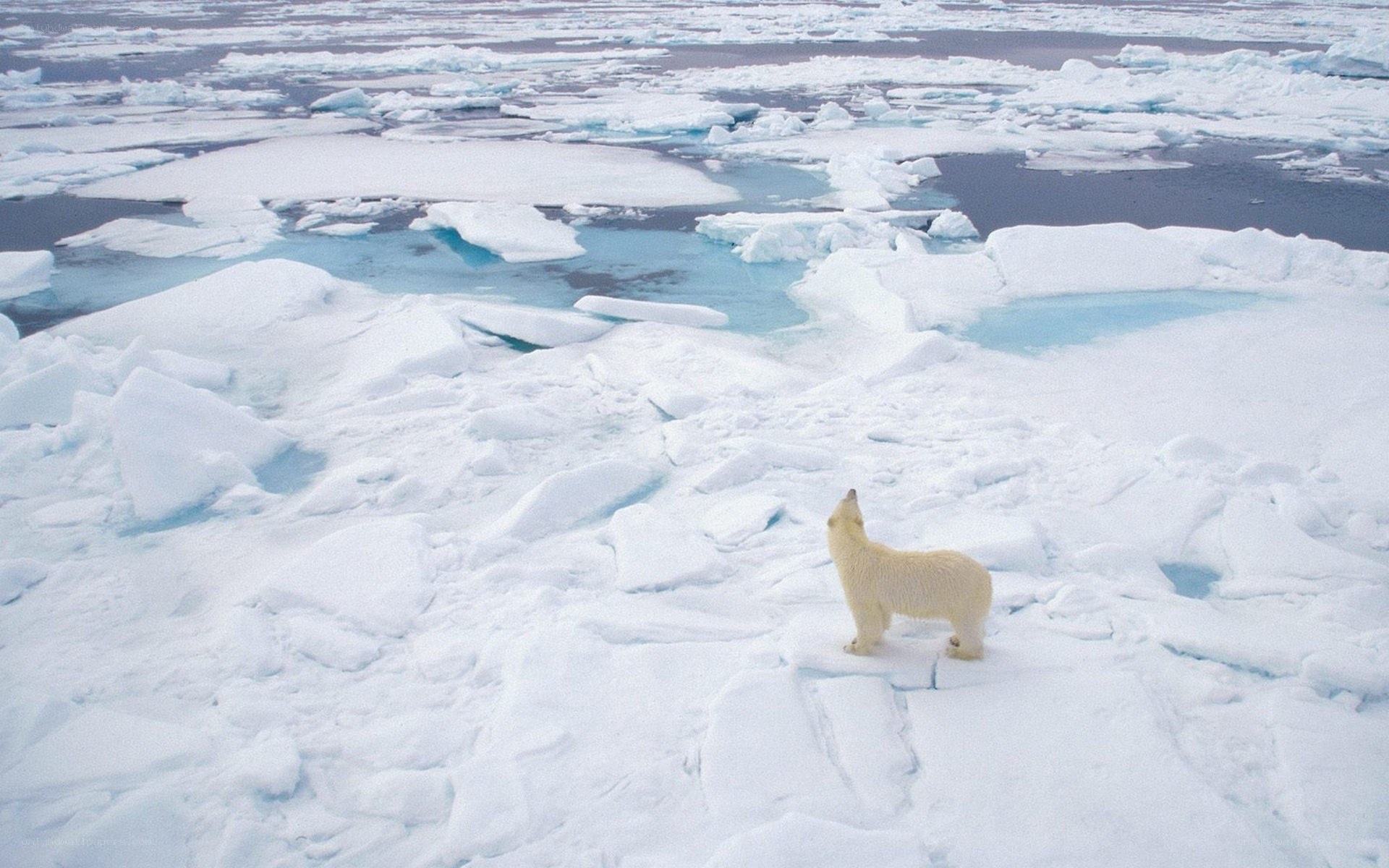 Polar bear on ice floe