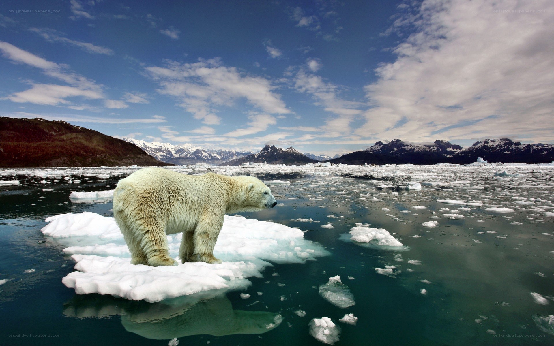 Polar bear on ice floe