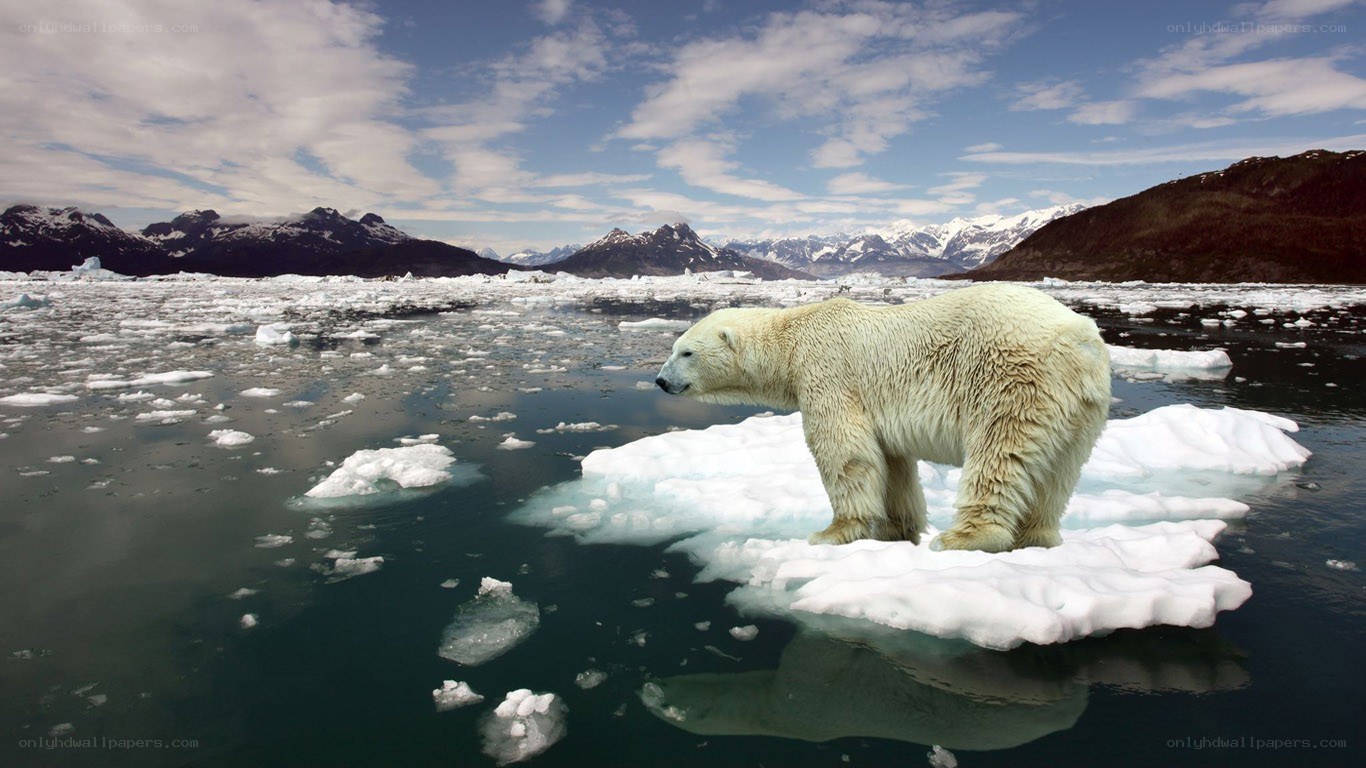 Polar bear on ice floe