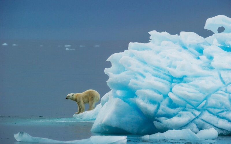 Polar bear on ice floe