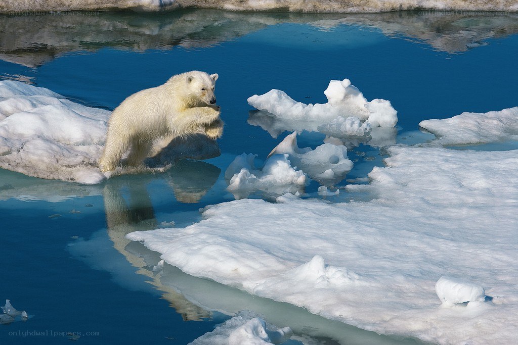 Polar bear on ice floe