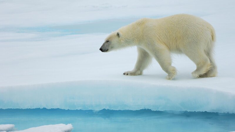 Polar bear on ice floe