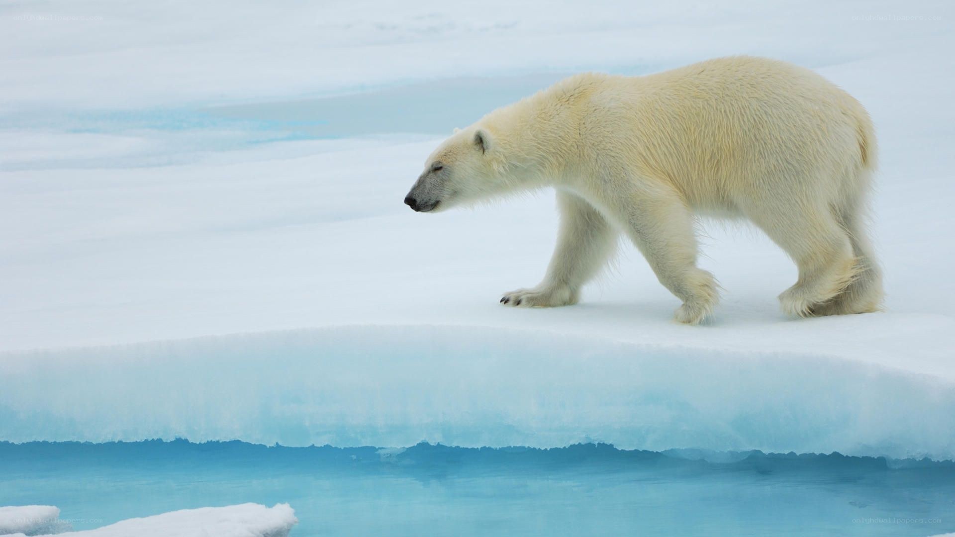 Polar bear on ice floe