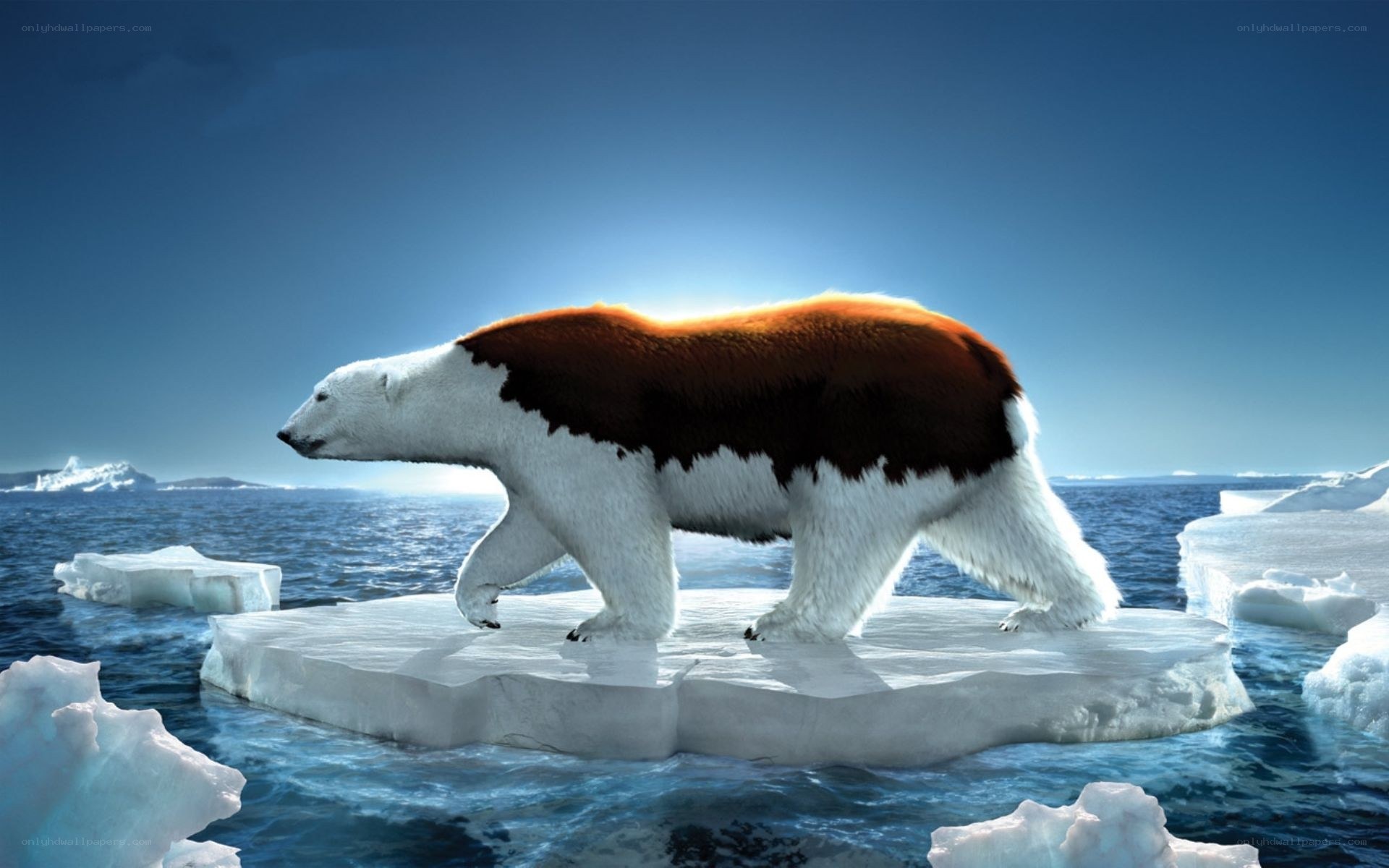 Polar bear on ice floe