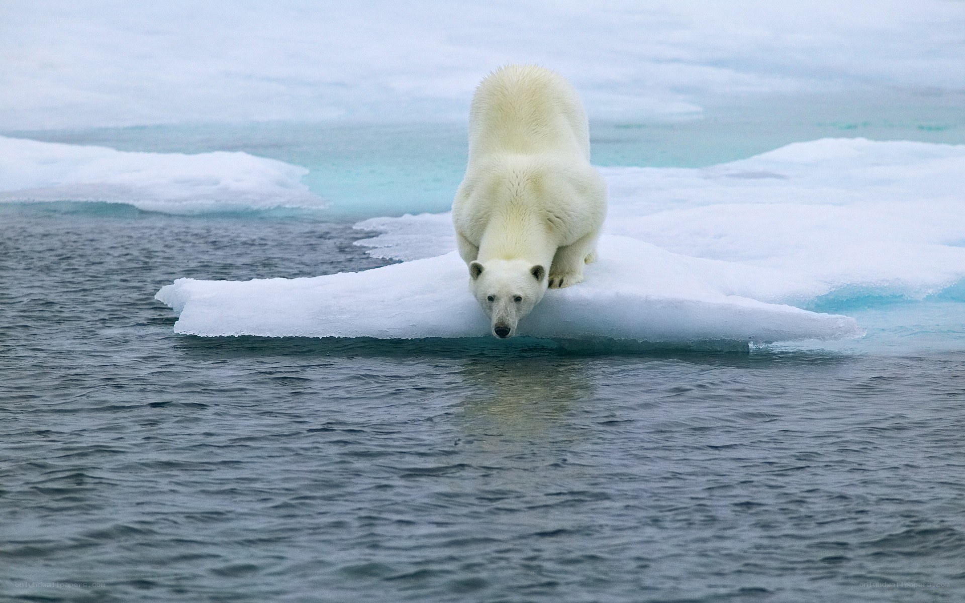Polar bear on ice floe
