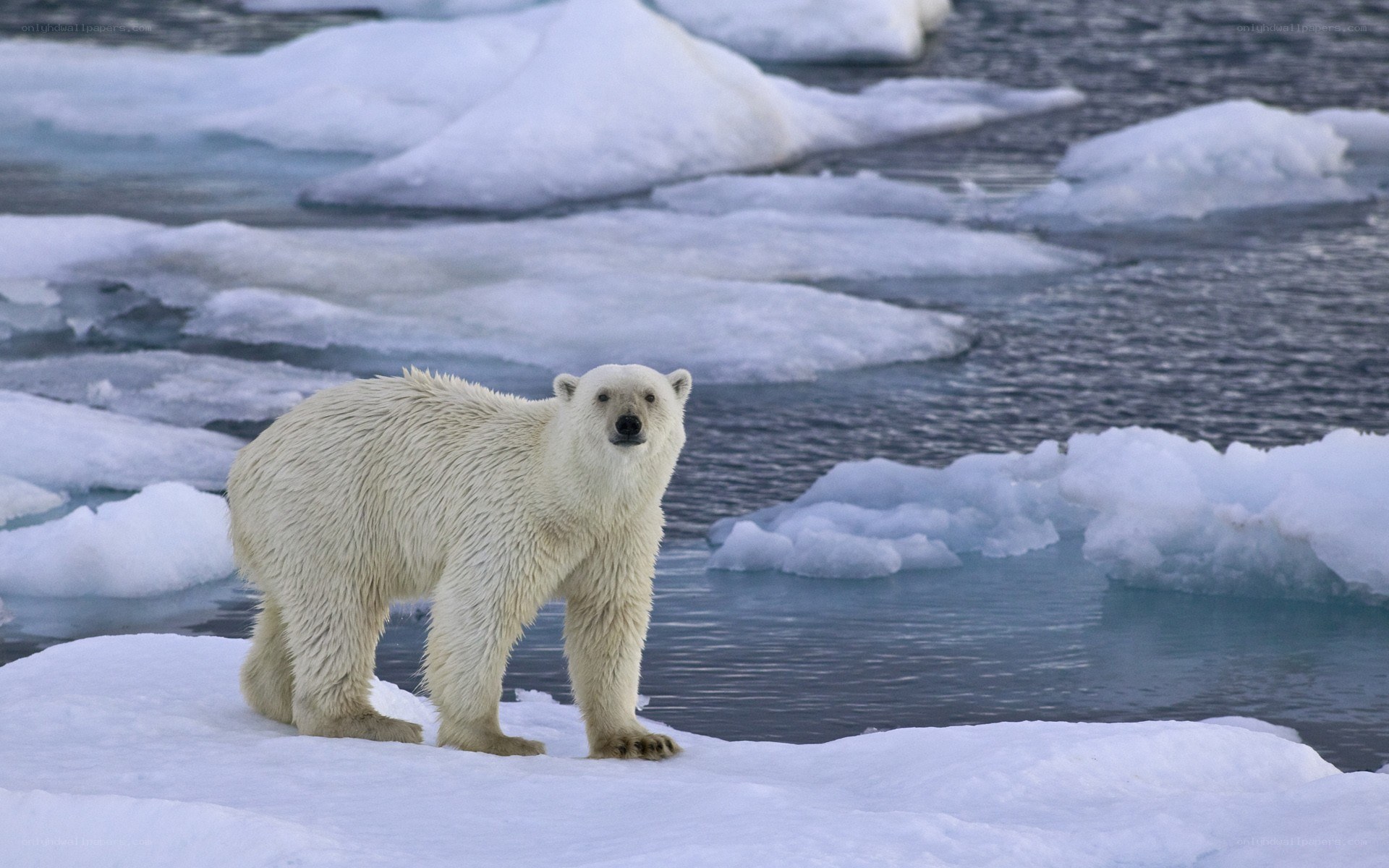 Polar bear on ice floe