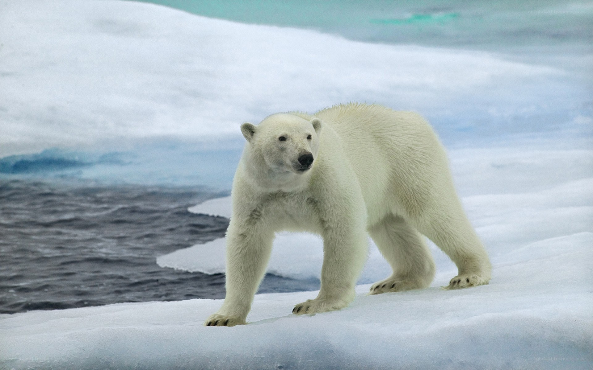 Polar bear on ice floe